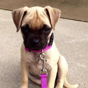 Meet your Posher, Paula